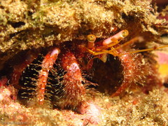 Dardanus crassimanus