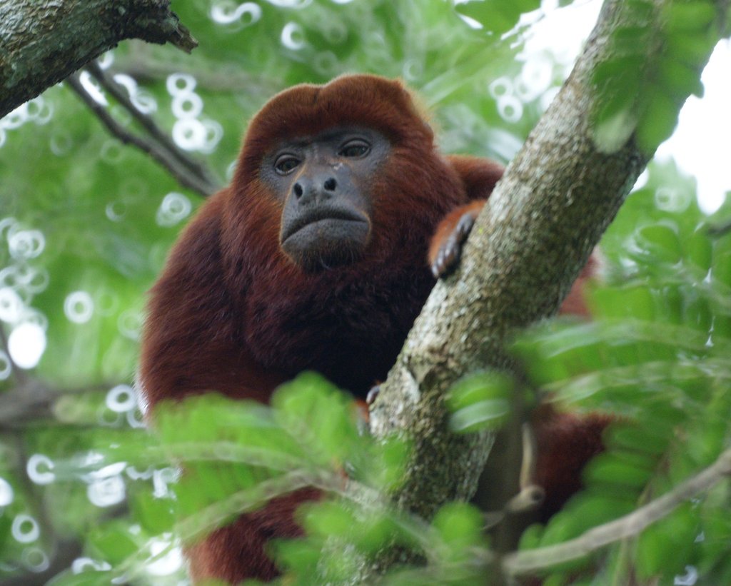 billede Kemiker At accelerere Colombian Red Howler Monkey (Mammals of Tambopata) · iNaturalist