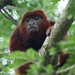 Colombian Red Howler Monkey - Photo (c) barloventomagico, some rights reserved (CC BY-NC-ND)