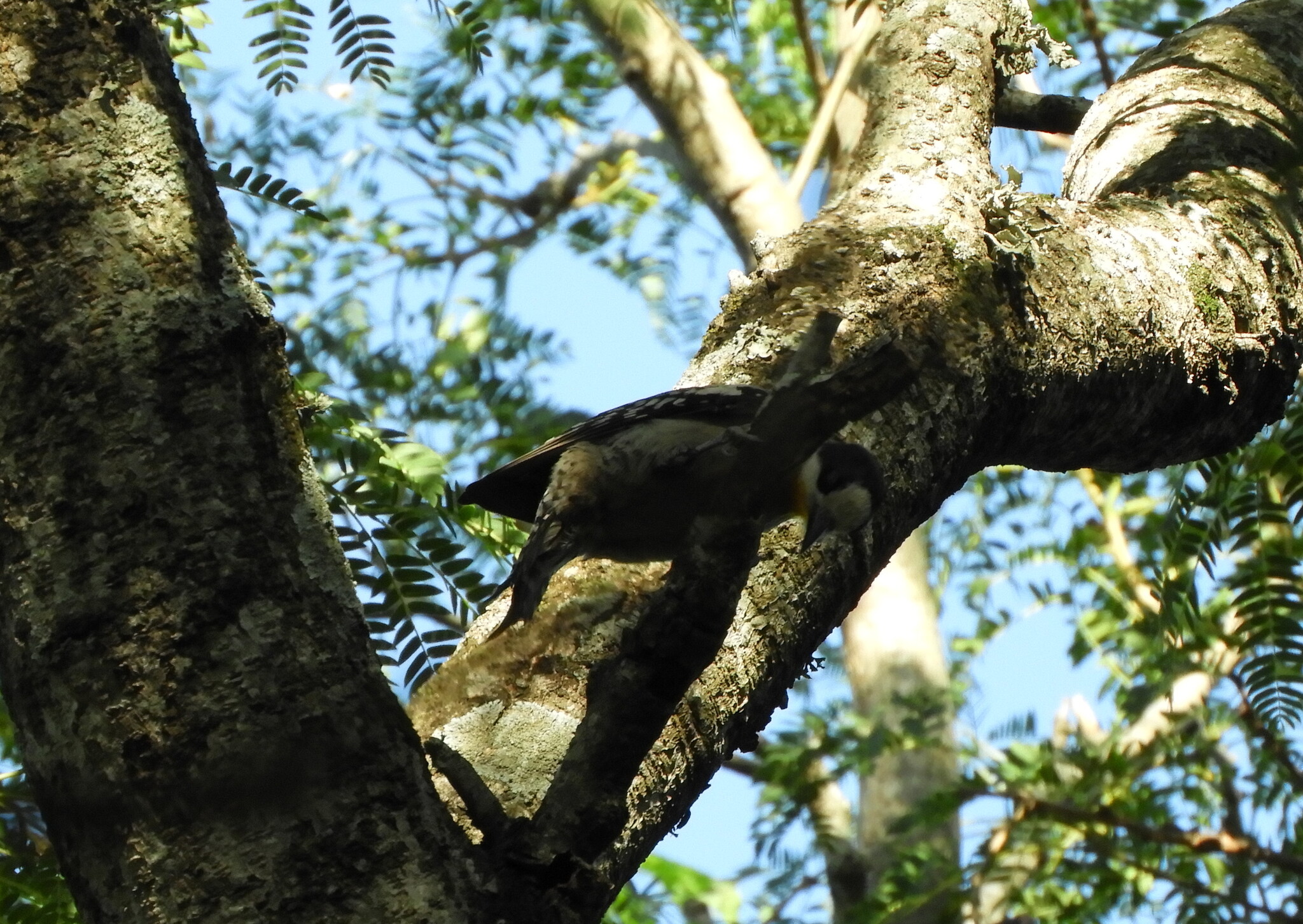 White-fronted Woodpecker (Melanerpes cactorum), photo 6