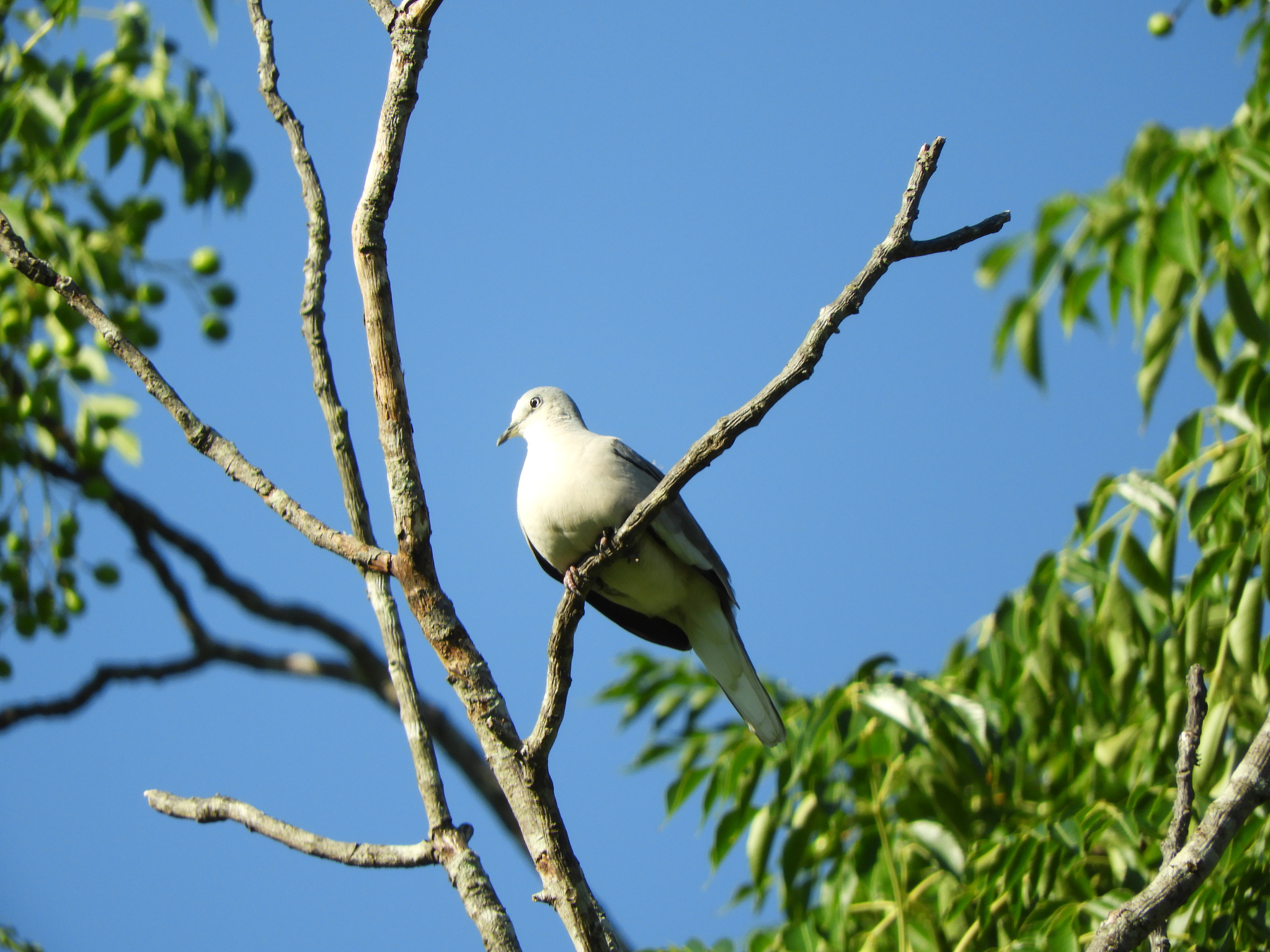 Picui Ground Dove (Columbina picui), photo 8