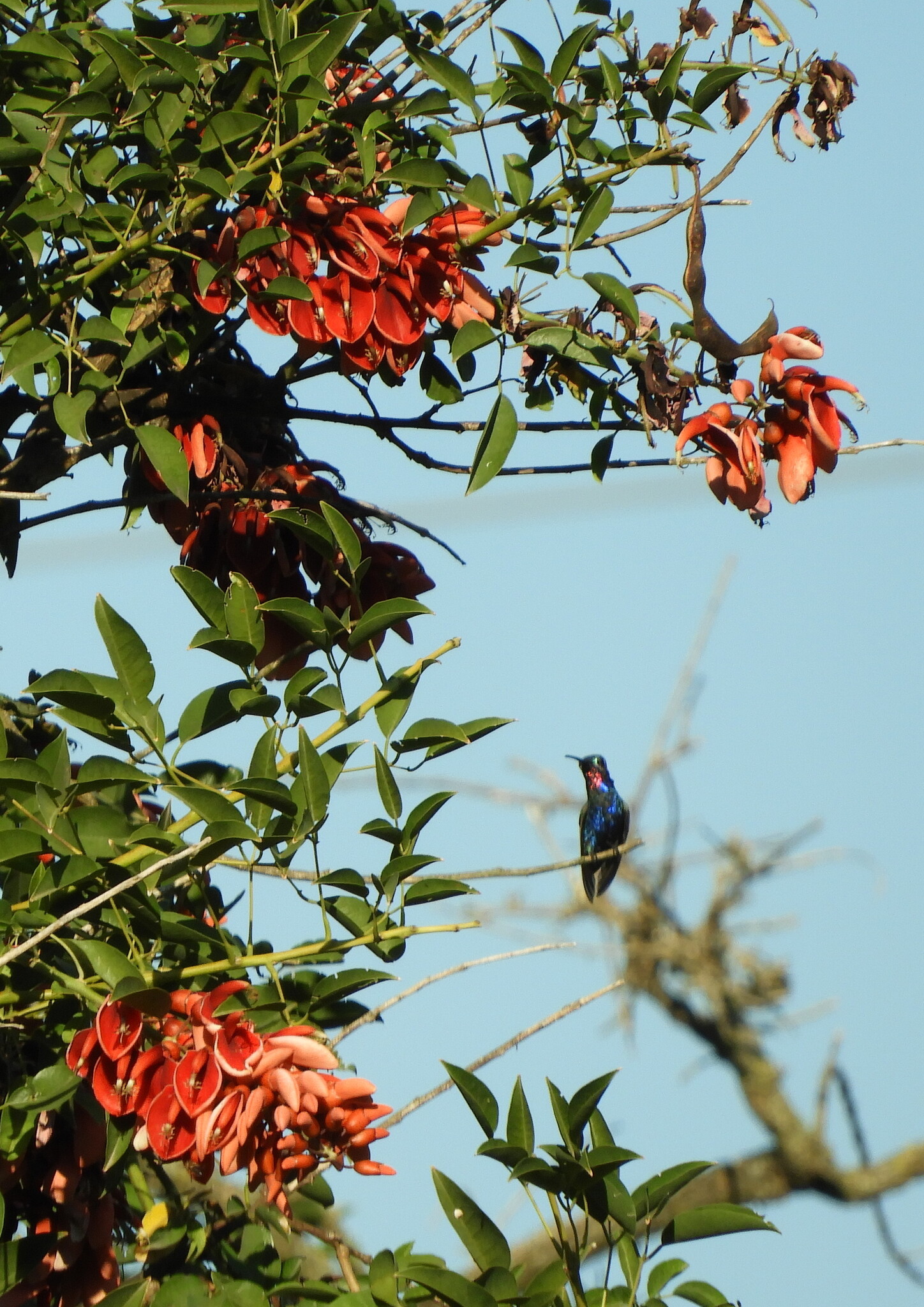 Blue-tufted Starthroat (Heliomaster furcifer), photo 1