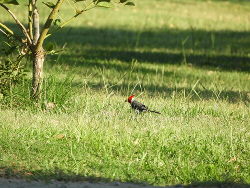 Red-crested Cardinal (Paroaria coronata), photo 9