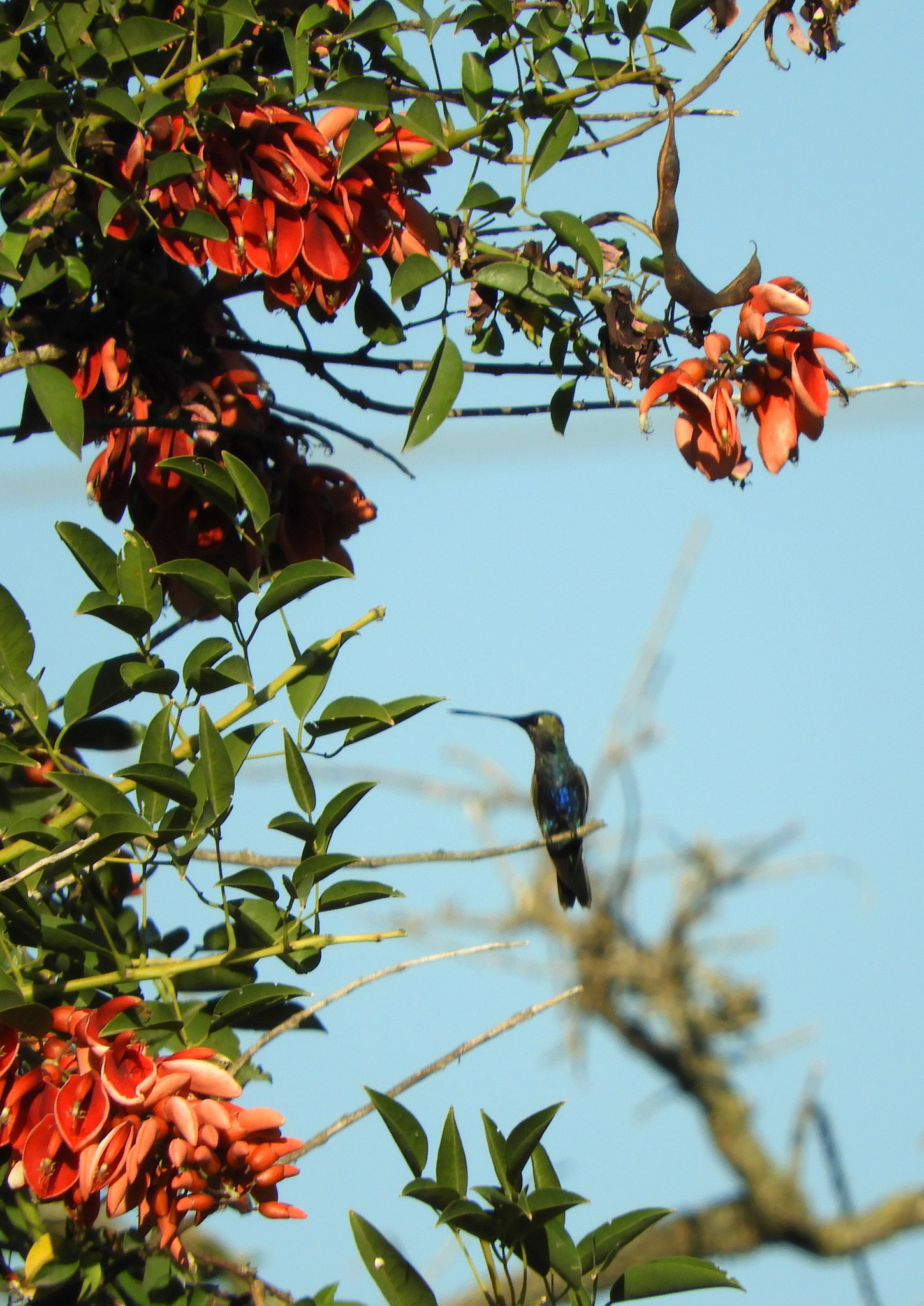 Blue-tufted Starthroat (Heliomaster furcifer), photo 2