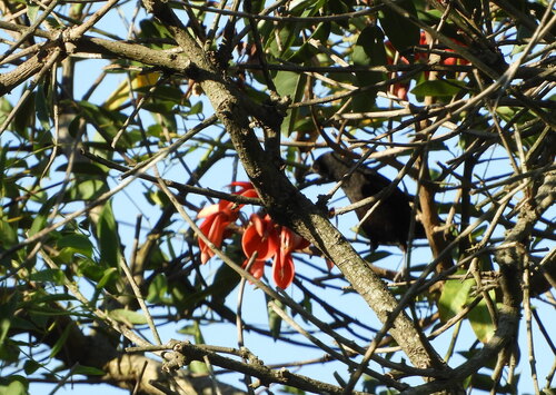 Epaulet Oriole (Icterus cayanensis), photo 2