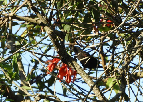 Epaulet Oriole (Icterus cayanensis)