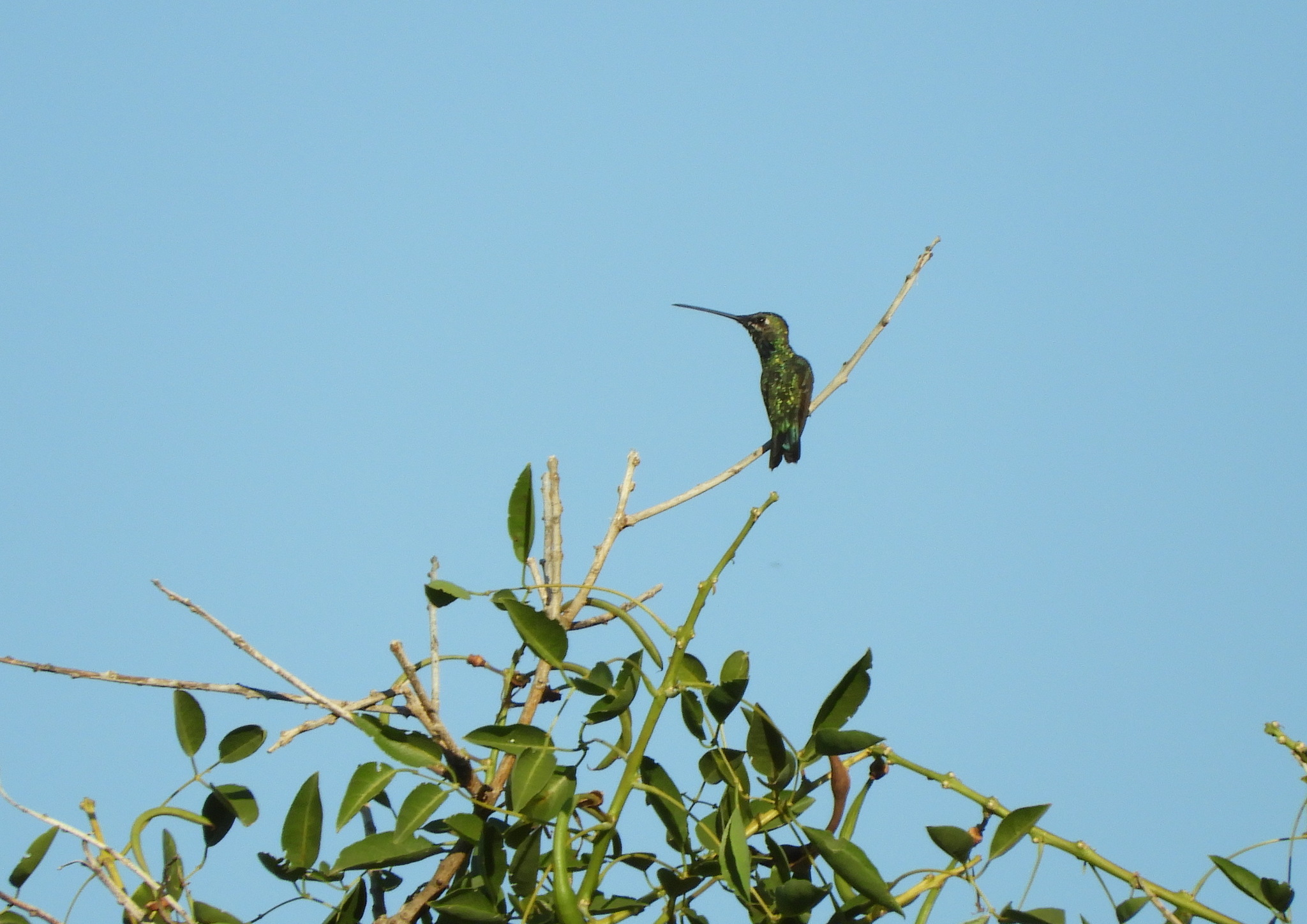 Blue-tufted Starthroat (Heliomaster furcifer), photo 7