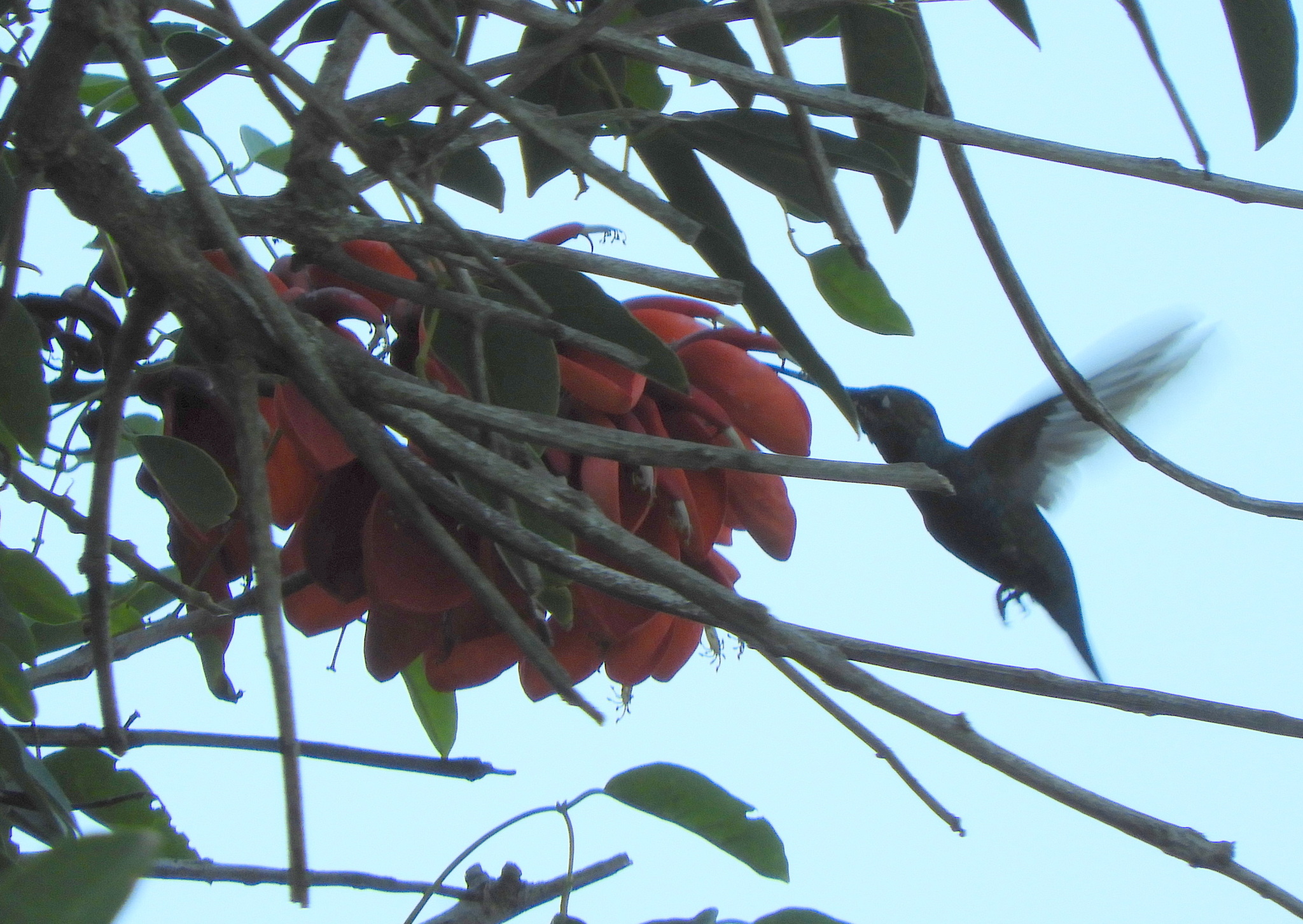 Blue-tufted Starthroat (Heliomaster furcifer), photo 5