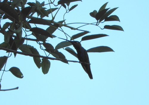 Blue-tufted Starthroat (Heliomaster furcifer), photo 10