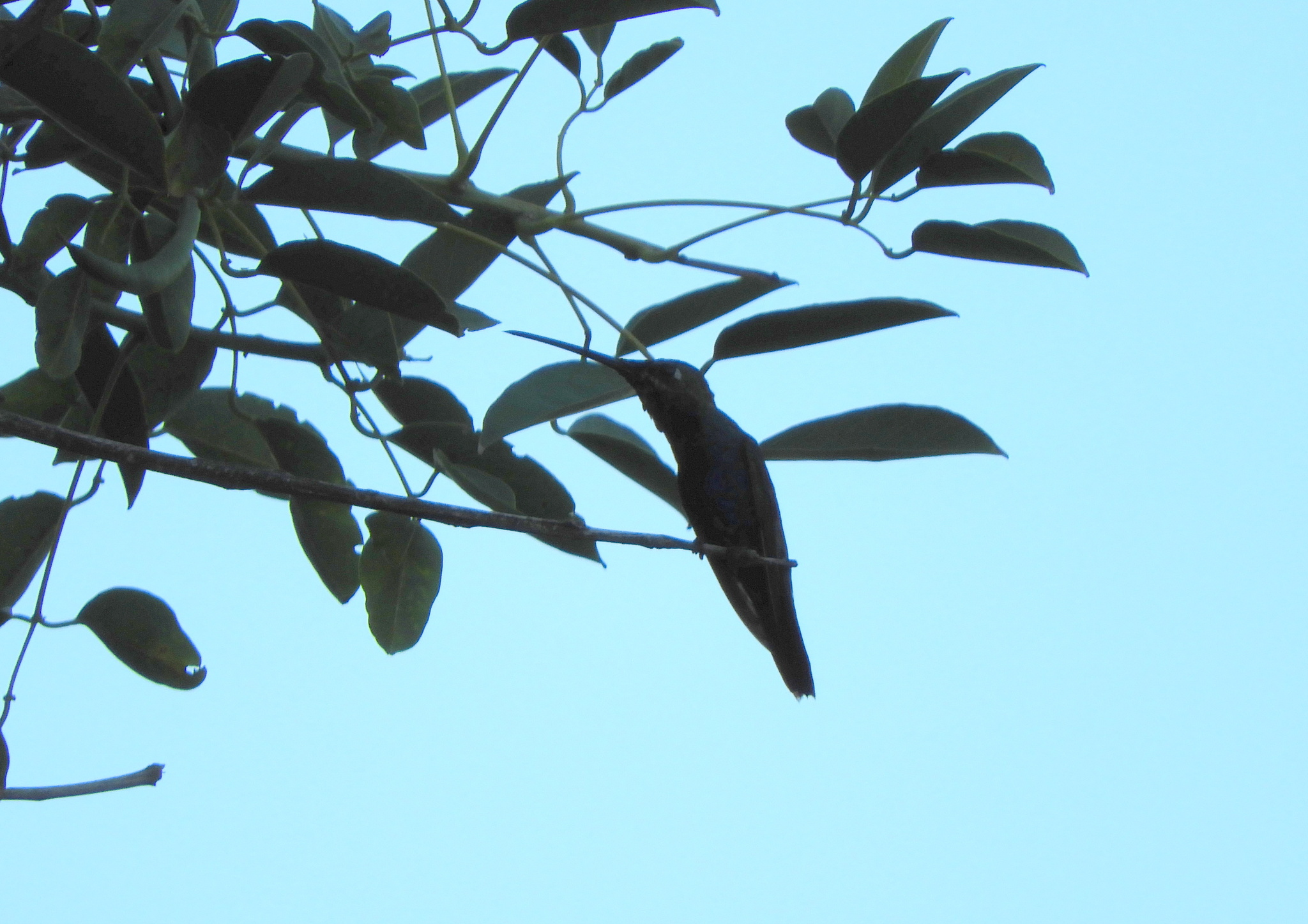 Blue-tufted Starthroat (Heliomaster furcifer), photo 4