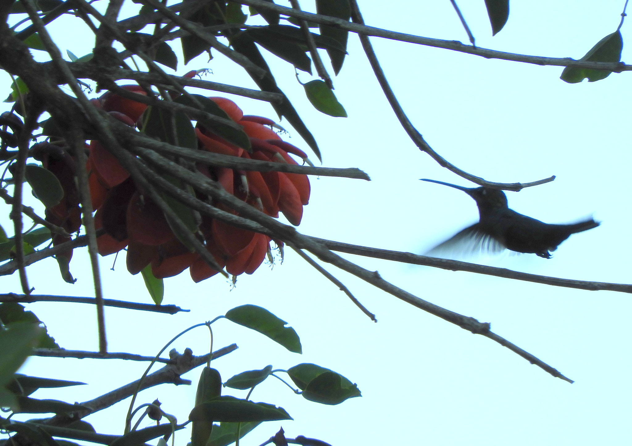 Blue-tufted Starthroat (Heliomaster furcifer), photo 3