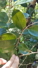 Chrysophyllum