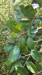 Chrysophyllum