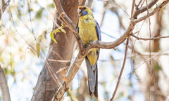 Platycercus elegans flaveolus
