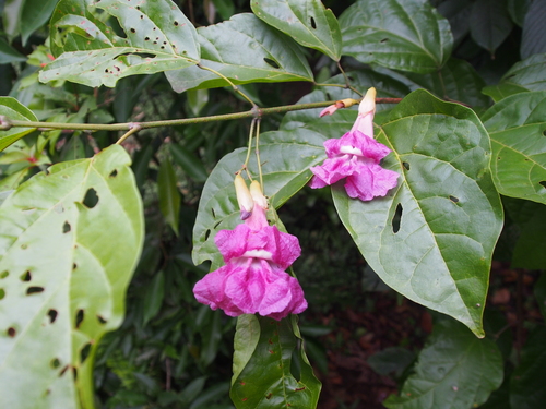 Tanaecium pyramidatum image