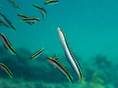 Trachinops taeniatus