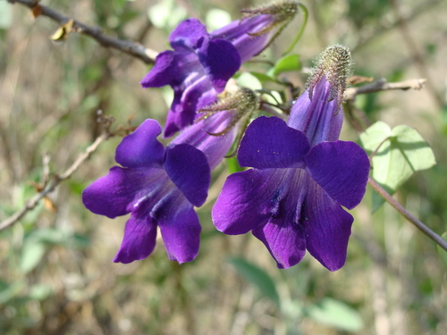 Image of Maurandya barclayana by (c) Alexis López Hernández, some rights reserved (CC BY)