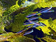 Trachinops taeniatus