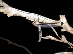 Stilbopteryx napoleo