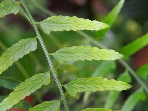 Image of Asplenium auritum by (c) Lena Struwe, some rights reserved (CC BY-SA)
