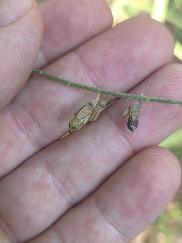 Crotalaria montana iNat (3)