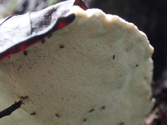 Rigidoporus microporus