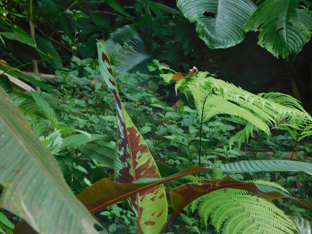 pisang batu (Musa acuminata)