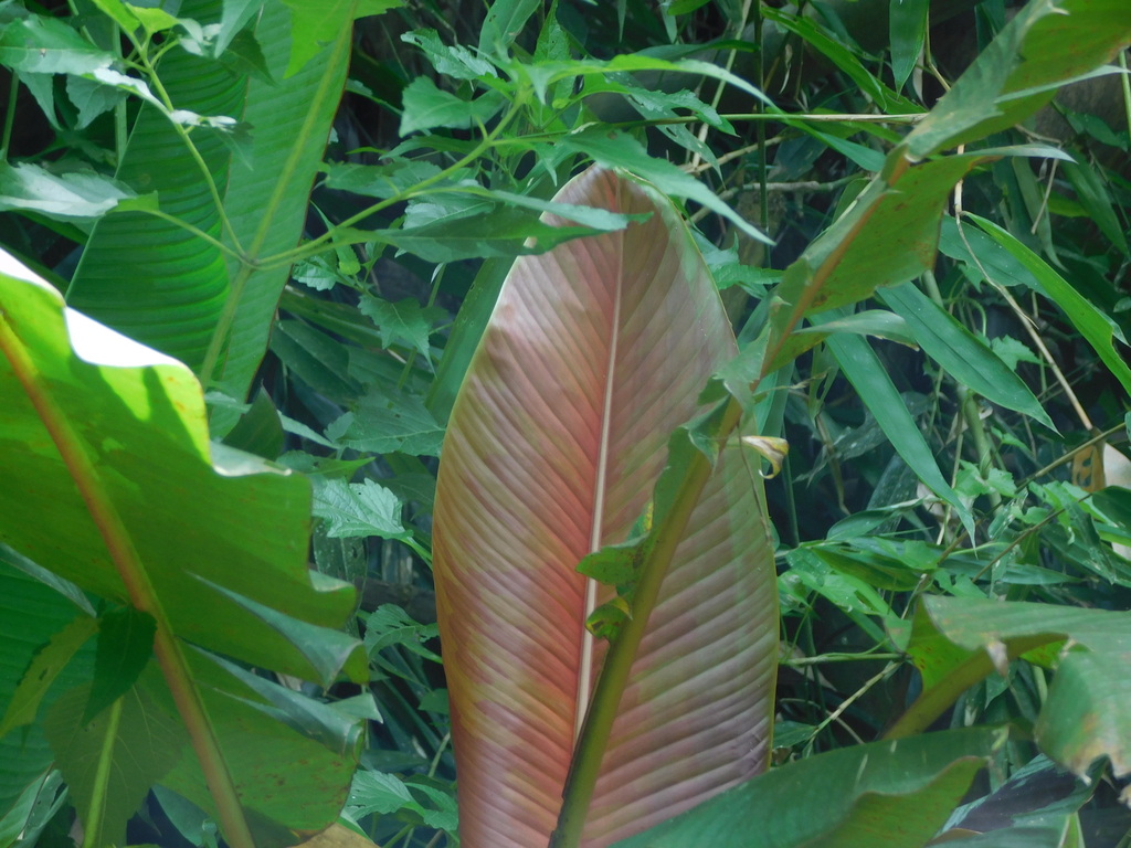 gedang klutuk (Musa acuminata)