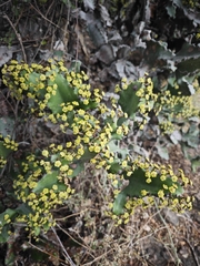 Euphorbia antiquorum, photograph (c) Srivatsan Ramkumar, some rights reserved (CC BY)