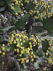 Euphorbia antiquorum, photograph (c) Srivatsan Ramkumar, some rights reserved (CC BY)
