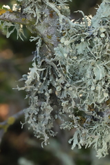 Ramalina puberulenta