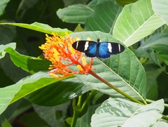 Heliconius sara fulgidus