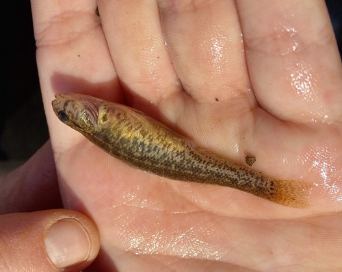 Goldstripe darter (Etheostoma parvipinne) — Percidae