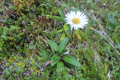 Celmisia verbascifolia