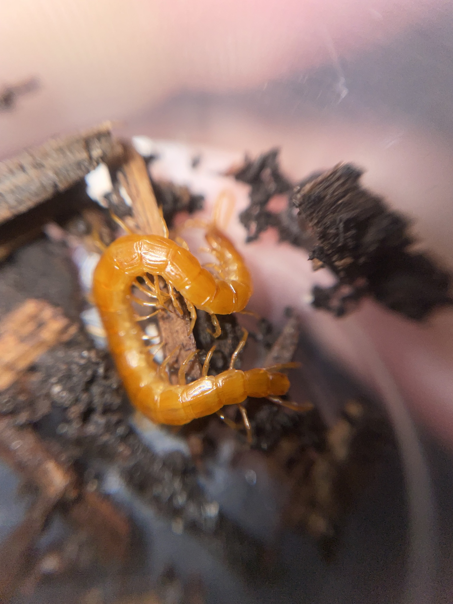 Cryptops anomalans Newport, 1844