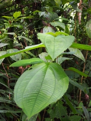 Miconia subcrustulata