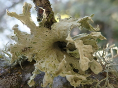 Ramalina canariensis