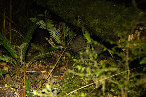 Apteryx haastii, 2026-01-12