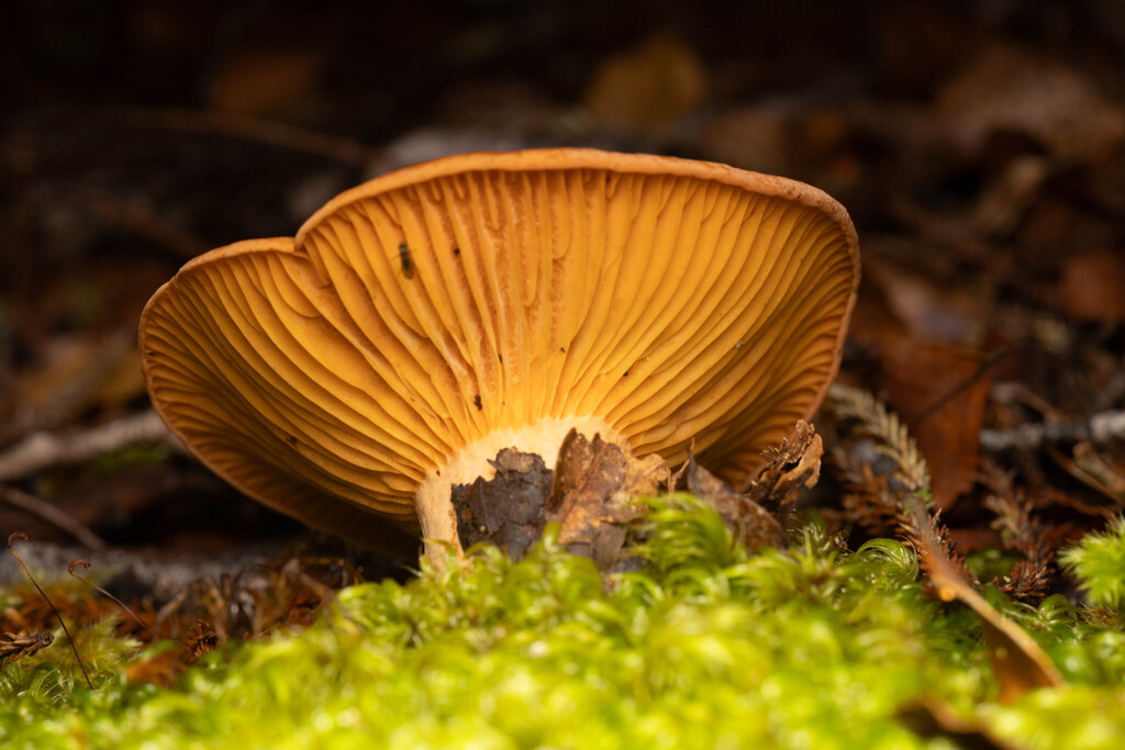 Lactifluus aurantioruber · January 2026 · photo: © sebastiandoak (iNaturalist, cc-by)