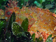 Halophila ovalis