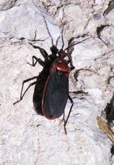 Rhiginia cinctiventris
