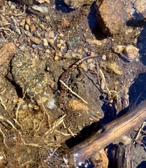 Desmognathus ocoee