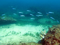 Ptereleotris microlepis