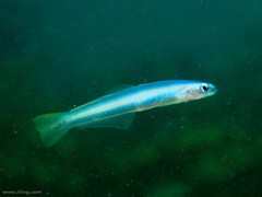 Ptereleotris microlepis