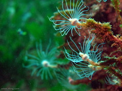 Tubulariidae