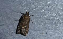 Eudonia submarginalis