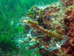 Tubulariidae