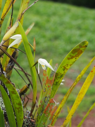 Image of Nidema boothii by (c) Lena Struwe, some rights reserved (CC BY-SA)