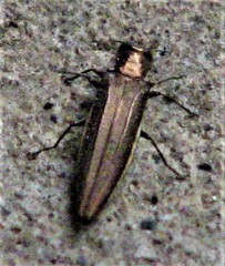 Agrilus macer
