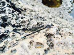 Argia tonto